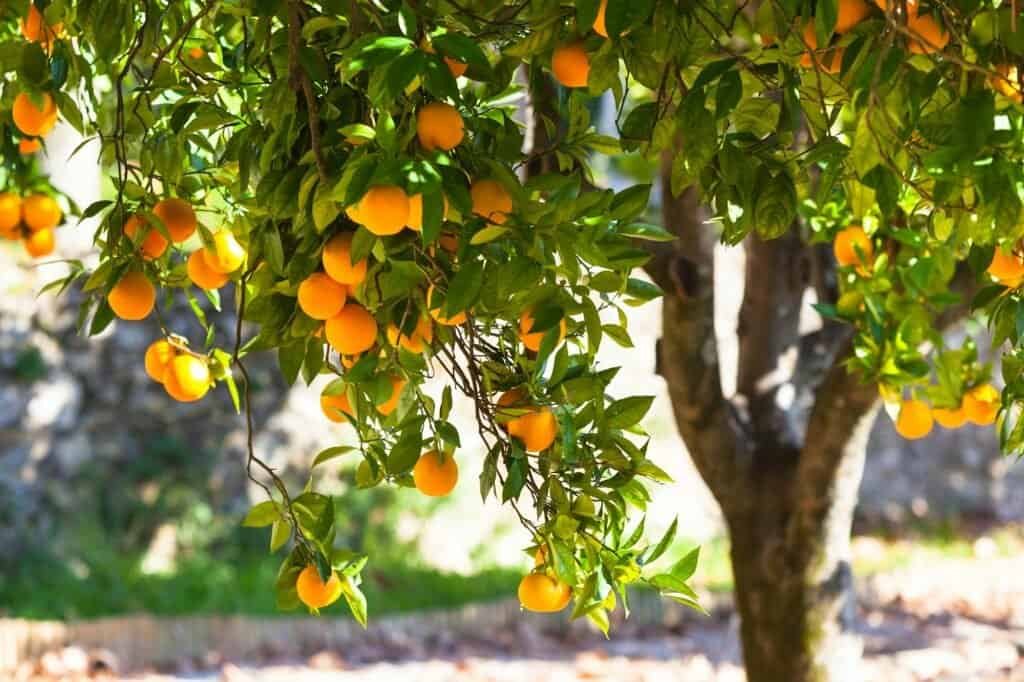 Ripe oranges on tree