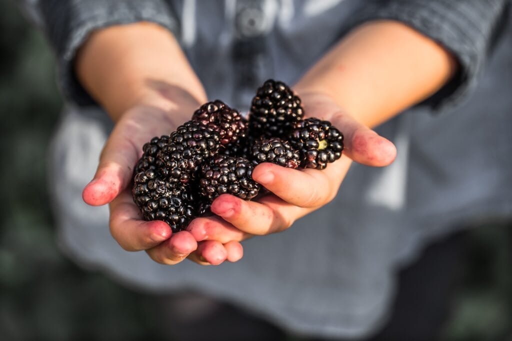 girl holding in hand fresh blackberries